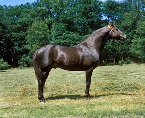 Arabian Horse, Stallion standing in paddock