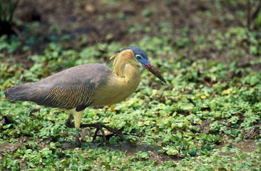 Whistling Heron, syrigma sibilatrix, Adult standing in Swamp, Pantanal in Brazil