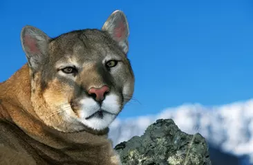 Poster Cougar, puma concolor, Portrait of Adult, Montana © slowmotiongli