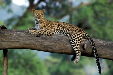 Fototapeta na wymiar Leopard, panthera pardus, Adult laying on Branch, Kenya
