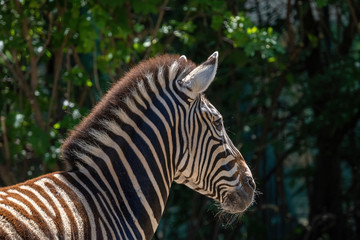 Obraz na płótnie Canvas A plains zebra (Equus burchelli) standing in grassland