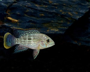 Green Terror, aequidens rivulatus, Adult