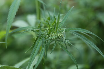 The marijuana plant and leave