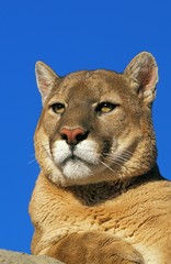 Fototapeta na wymiar Cougar, puma concolor, Portrait of Adult against Blue Sky, Montana