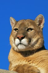 Cougar, puma concolor, Portrait of Adult against Blue Sky, Montana