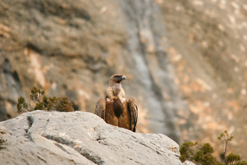 Griffon Vulture sitting on a rock in the Gorges du Verdon, Provence, France