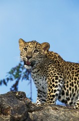 Leopard, panthera pardus, Young standing on Stump