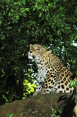 Leopard, panthera pardus, Adult standing on Rock