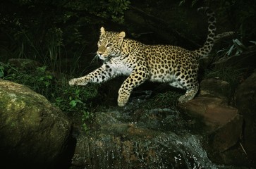 Persian Leopard, panthera pardus saxicolor, Adult jumping over Water