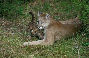 Cougar, puma concolor, Female with Cub laying on Grass
