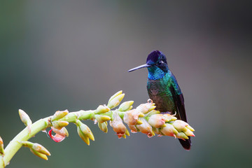 Magnificent Hummingbird (Eugenes fulgens)  male sitting on a bromelia to get nectar in the rainforest in San Gerardo del dota, Savegre, Costa Rica