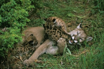 Cougar, puma concolor, Female playing with Cubs, One Cub suckling