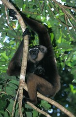 Muller's Gibbon, hylobates muelleri, Adult Hanging from Branch