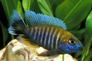 Peacock Cichlid or Emperor Cichlid, aulonocara nyassae