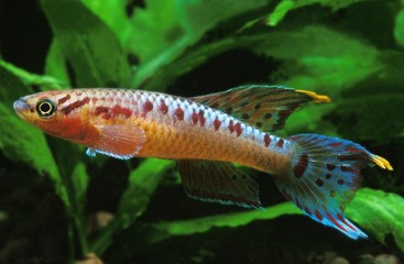 Killifish, aphyosemion bivittatum, Aquarium Fish