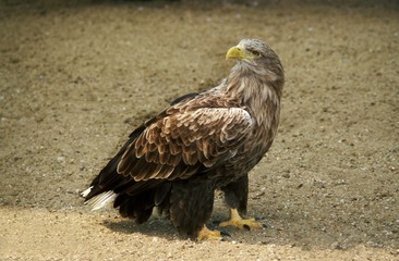 White Tailed Eagle, haliaeetus albicilla, Adult