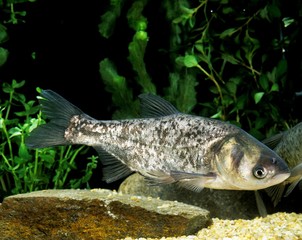 Fototapeta premium Silver Carp, hypophthalmichthys molitrix, Adult