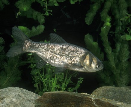 Silver Carp, hypophthalmichthys molitrix, Adult