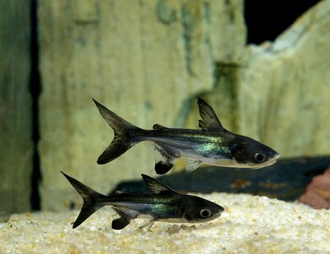 Iridescent Shark Catfish, pangasius hypophthalmus