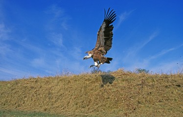 Eurasian Griffon Vulture, gyps fulvus, Adult in Flight againt Blue Sky