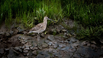 A Curlew on the wetlands in Norfolk