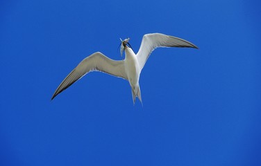 Swift Tern, sterna bergii, Adult in Flight against White Background with Fish in Beak, Australia