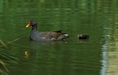 Common Moorhen or European Moorhen, gallinula chloropus, Adult with Chick on Pond, Normandy
