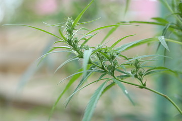 The marijuana plant and leave