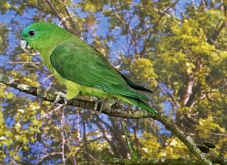 Racket-Tail Parrot, prioniturus sp., Adult standing on Branch