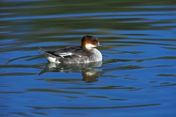 Smew, mergus albellus, Female standing in Water
