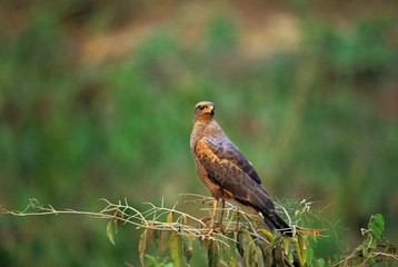 Savanna Hawk, buteogallus meridionalis, Adult standing on Branch, Pantanal in Brazil