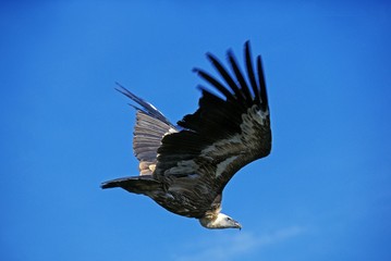 Ruppell's Vulture, gyps rueppelli, Adult in Flight against Blue Sky, Masai Mara park in Kenya