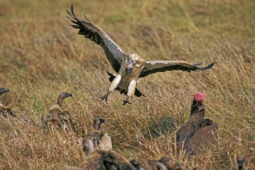African White Backed Vulture, gyps africanus, Adult in Flight, and Lappet Faced Vulture, torgos tracheliotus, Group on Kill, Masai Mara Park in Kenya