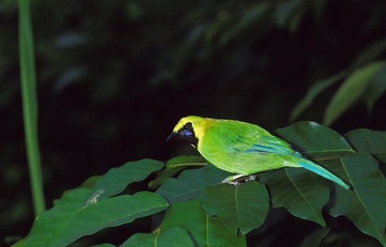 Golden Fronted Leafbird, chloropsis aurifrons, Adult standing on Branch