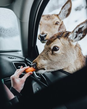 Person Feeding Brown Deer with Carrot
Lens	24.0mm &fnof;/2.2 0.00625s ISO 400
Size	9.65 MB
Resolution	4000px x 5000px
Camera	NIKON D7100