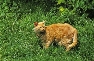 Red Domestic Cat, Adult standing on Grass