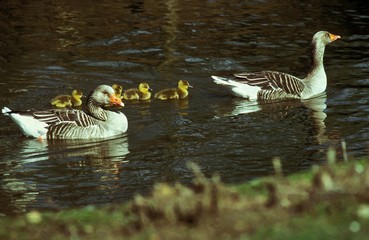 Pair of Goose with Goslings, Group standing on Water