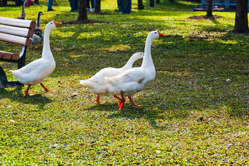 Goose walking on the grass in the park