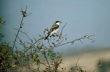 Lesser Grey Shrike, lanius minor, Adult standing on Branch, Kenya