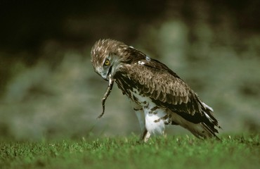 Short-Toed Eagle, circaetus gallicus, Adult eating European Eel, anguilla anguilla