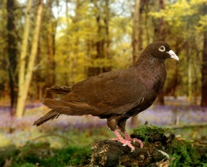 Carneau Pigeon, Adult