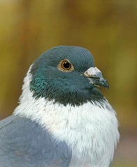 Blue Strasser Pigeon, Portrait of Adult