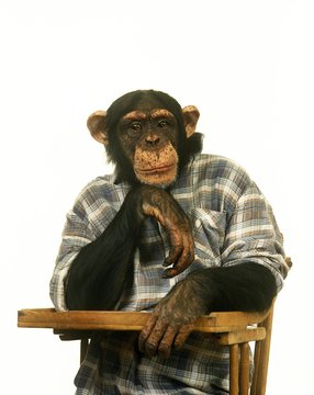Chimpanzee, pan troglodytes, Disguised Animal against White Background