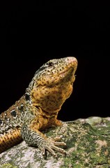 Chilean Teju, callopistes palluma, Portrait of Adult