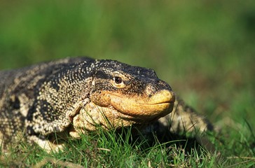 Water Monitor Lizard, varanus salvator, Adult standing on Grass