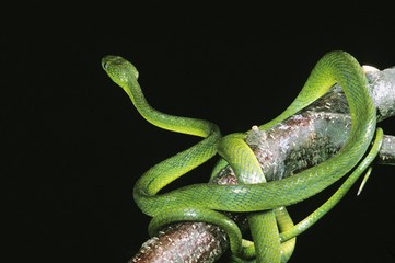 Obraz premium Green Cat Snake, boiga cyanea, Adult standing on Branch