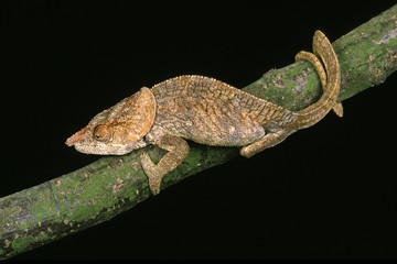 Short-Horned Chameleo, calumma brevicornis, Adult standing on Branch