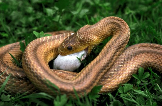 Four-Lined Snake, elaphe quatuorlineata, Adult eating White Mouse