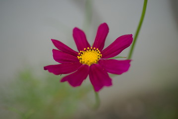 Obraz premium 秋桜