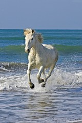 Obraz na płótnie Canvas Camargue Horse, Horse Galloping on Beach, Saintes Marie de la Mer in South East of France